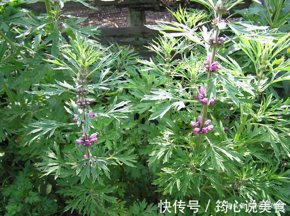 防病|2种特别适合女性种的菜,好吃又防病,女性常吃身体好,早知早好