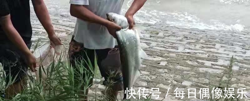 水域|泥鳅打窝钓鱼，为何人人喊打？钓友：那不是钓鱼是捕鱼！