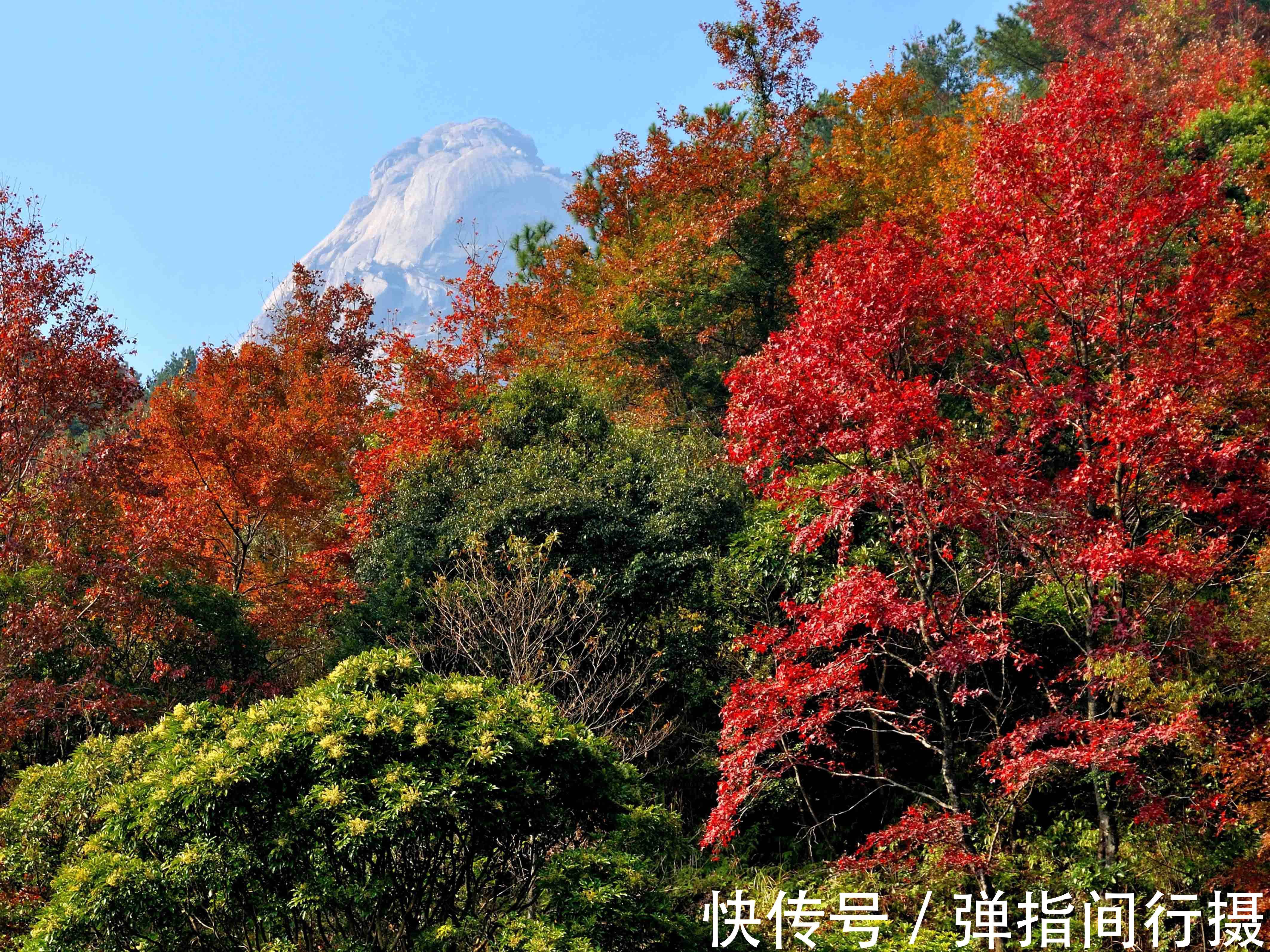 新丰县|广东最美枫叶景观，藏在粤北这座千年古县，赏火红枫叶正当时