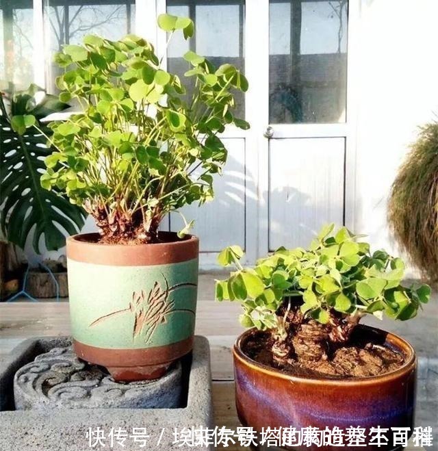 酢浆草|路边常见到的“三叶草”,挖个根30天养成精致盆景,价值翻倍!