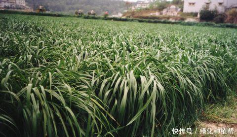 冬牧70,一種耐寒性極強(qiáng)的優(yōu)質(zhì)牧草