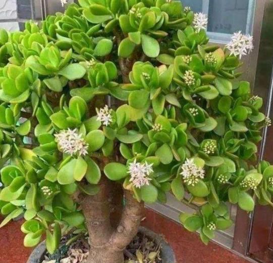 小老桩|玉树长出新芽后,3件事赶紧做,不然黄叶枯萎,难养成小老桩