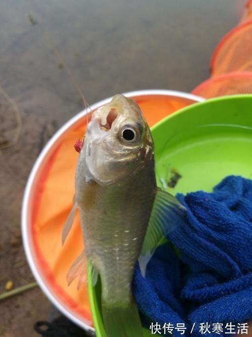 六陈水库开光新鱼护，崇尚不以爆护秀钓技