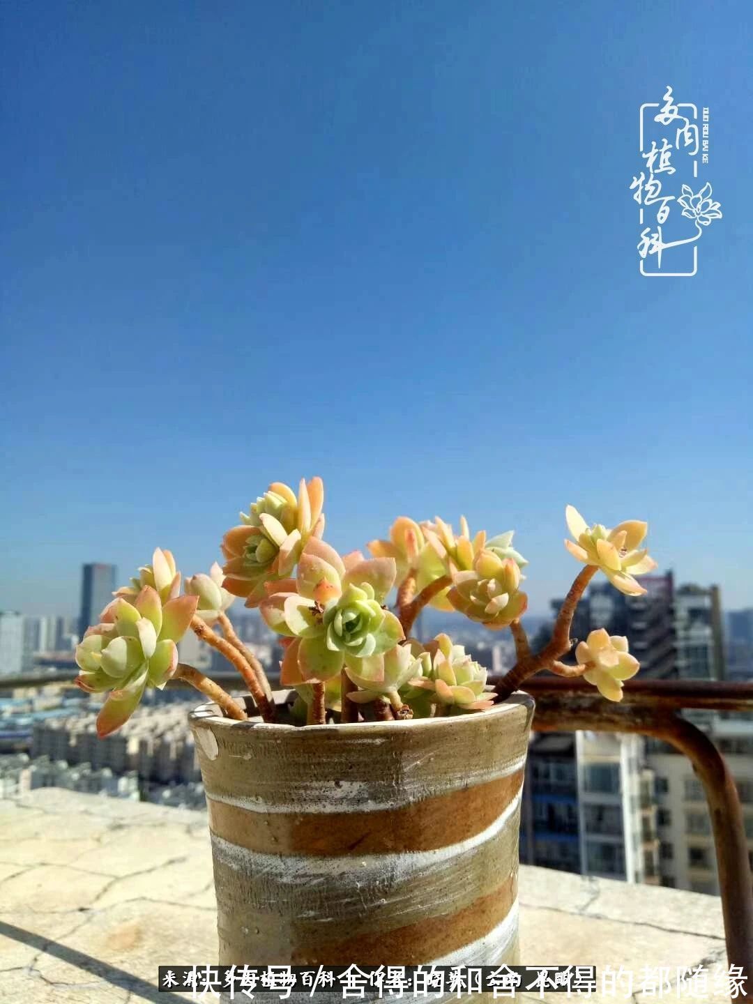 生活的本质就是爱,喜悦,和平!养多肉的快乐是金钱买不到的!