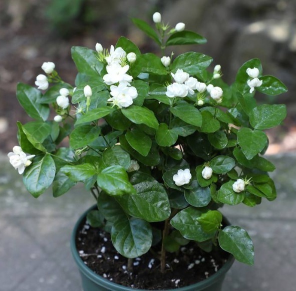 养花|茉莉、栀子花开完花朵,应该快去做“1个动作”,之后能长得更旺