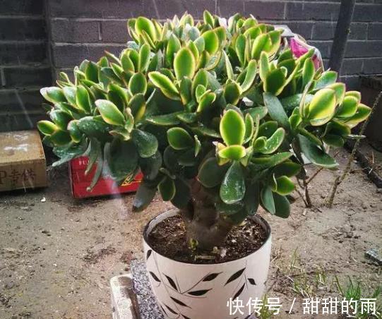 家庭养玉树,修剪讲究“时间”,才能枝繁叶茂,变成美盆景