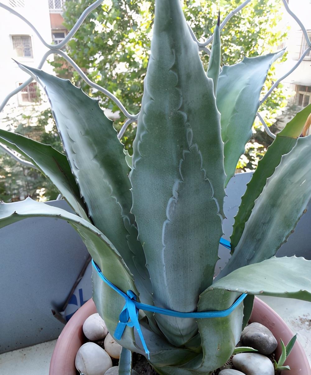 6种净化能力强的植物,第1名一叶兰,第2名芦荟,你养过哪些?