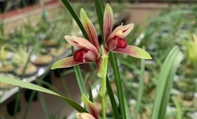 新手养兰花,注意“三细节”,花姿优雅,一年能花开四五次