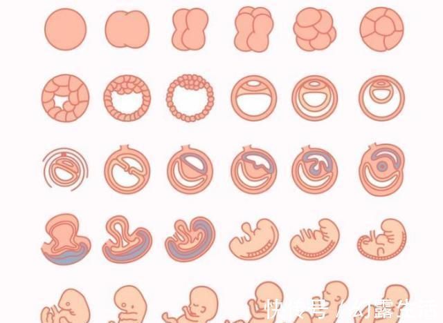 叶酸|怀孕1~40周，每周身体有何变化？送你一份“孕期清单表”！