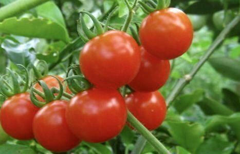 中薪|西红柿配一宝,一起食用,肝脏好了,皮肤更细腻,大人小孩都爱吃