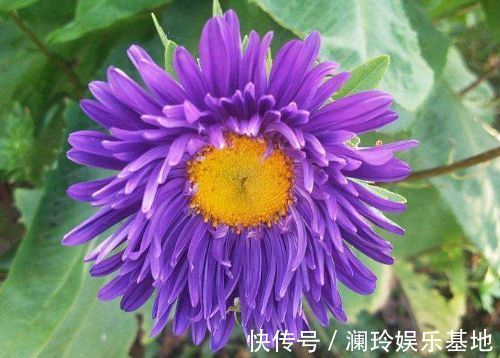 从10月2日开始，家养此款花卉，花朵漂亮似玫瑰，漂亮又芳香