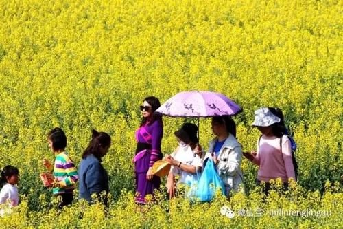 春光无限好，花艳景美岂能错过！