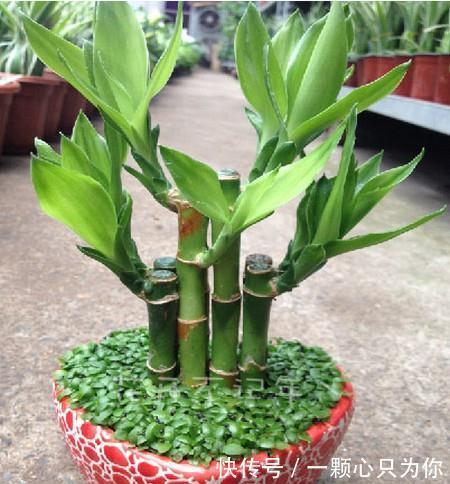 养花试试这几款，想要开花鲜艳有光彩，可以定期追肥