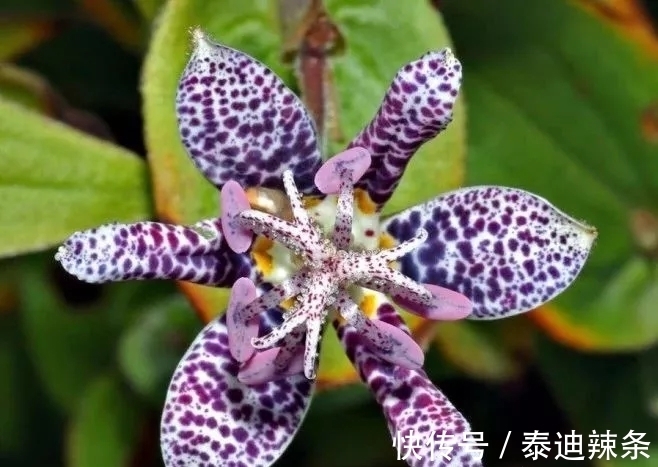 喜欢养花,那就养一盆自然界中最奇特的花:黑点草菊,花朵似蟾蜍