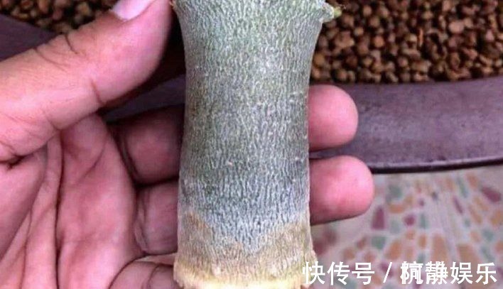 土面|沙漠玫瑰“烂茎”不要放弃,掌握救治技巧,让它长出“八爪根”