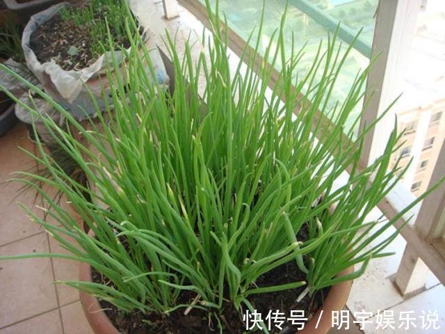 厨房吃不完的5种菜，种“花盆里”，变盆景开花美，能吃好几茬