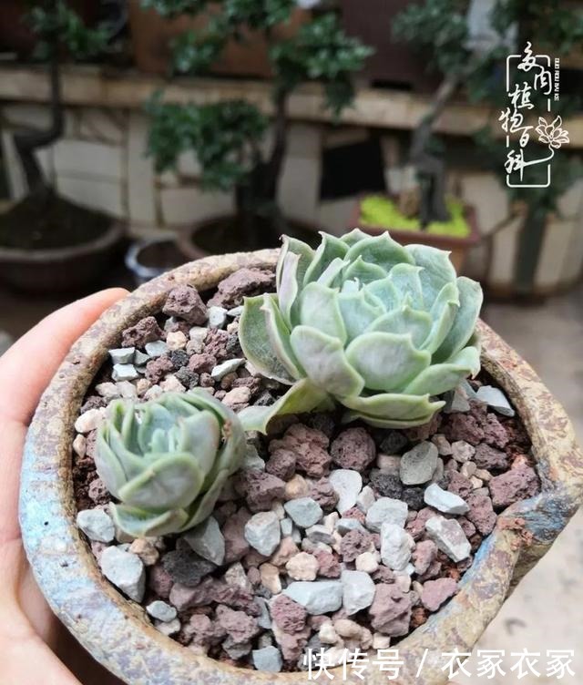 如何让多肉变美看看我是如何宠它们的!如何让多肉变美看看我是如何宠它们的!