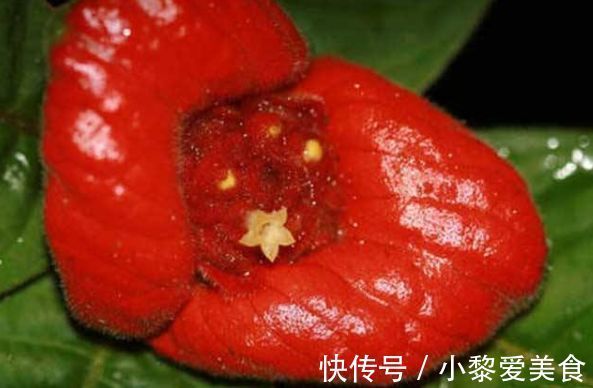 喜欢养玫瑰，就养盆“优良名品”土星王阳台，丰腴婀娜，富贵祥瑞