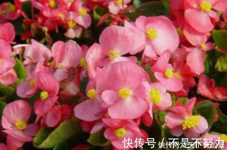 长春花|4种富贵花,添福添贵添好运,个个美出状态,花朵迷人