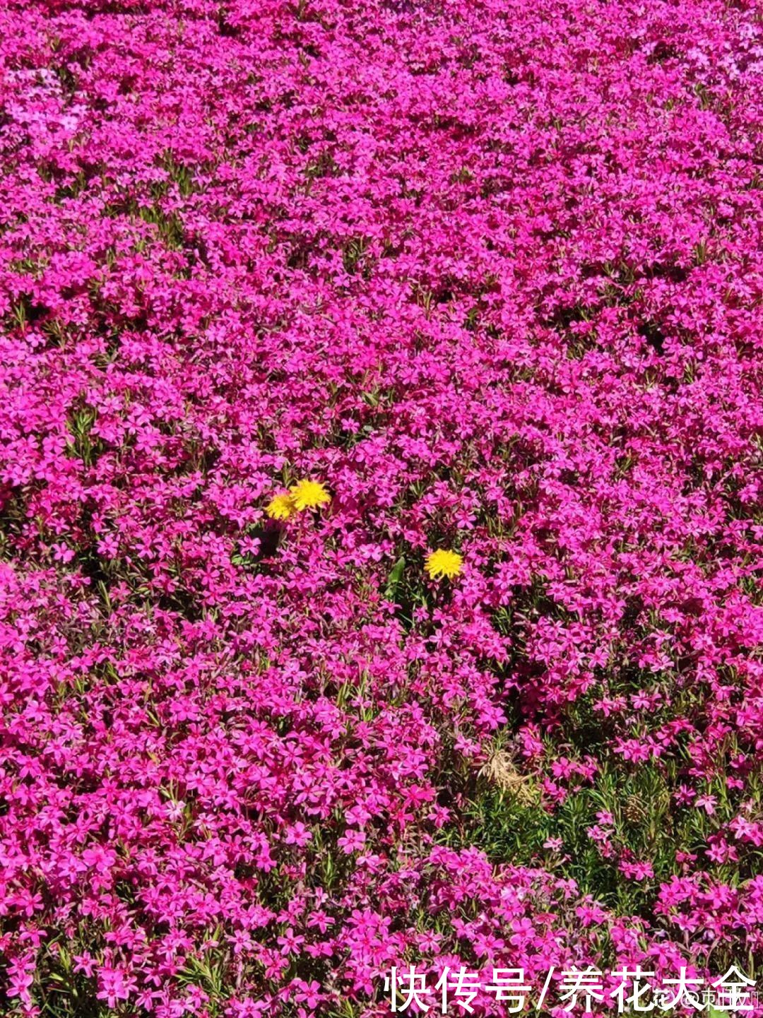有院子的话,种这6种花,沾土就活一大片