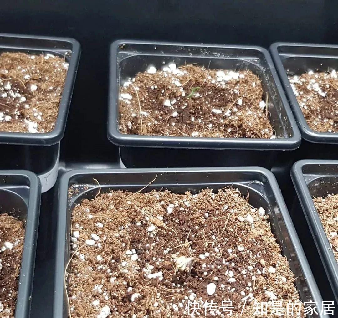 养花要用好土真能事半功倍，自己配的营养土，能让植物快速生长