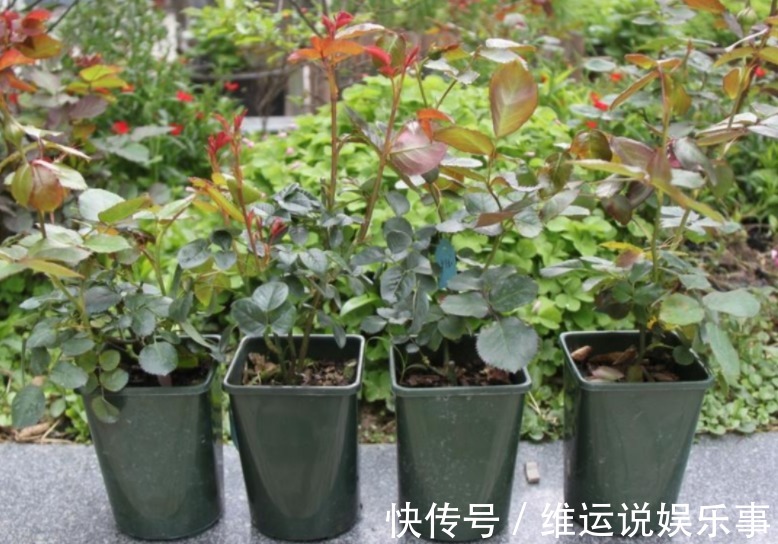 家庭养花，从哪些方面下手休整植物根部效果好？