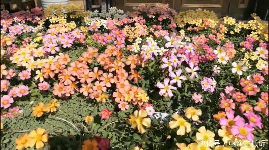 花色|她只养一种花,花色鲜艳,开出一片花海,人人见了都夸美