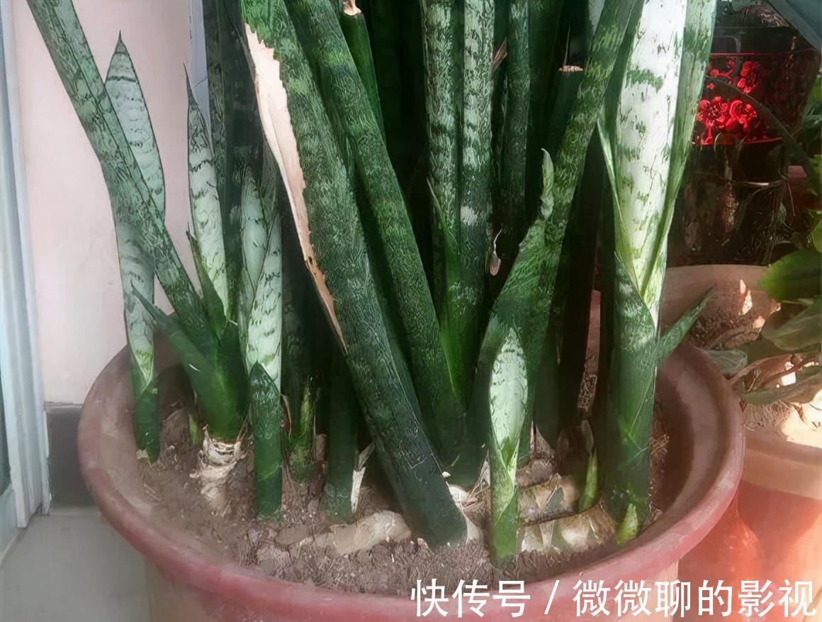 虎皮兰身上有个小机关，这样打开它，一夜冒出8个芽