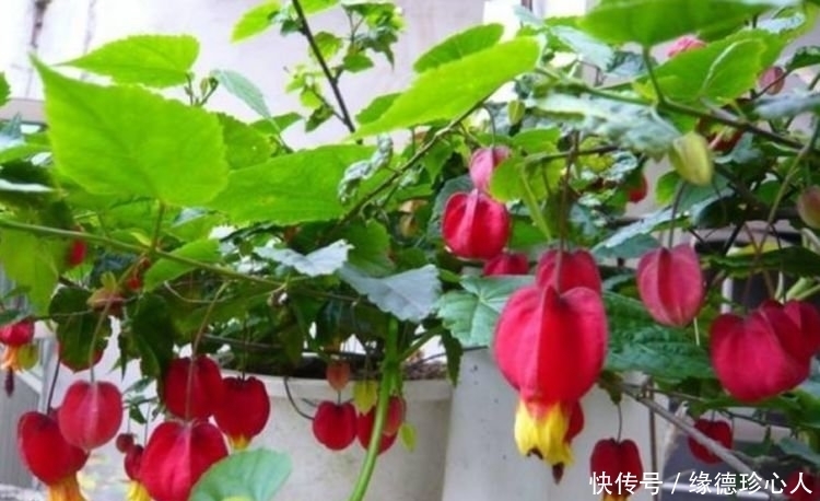 4种旺运花,吉祥添富贵,漂亮花期长,开花一簇簇,开成百花园!