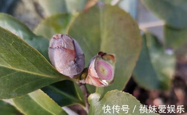 花友|茶花怎样养才能一年比一年开花多正确疏蕾和追肥必不可少