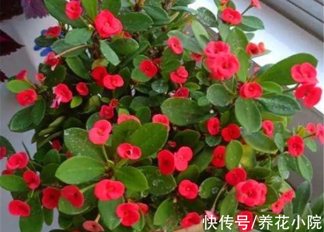 6种喜阳光的花,春天多搬出来晒太阳,长得旺开花多