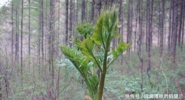 龙牙楤木|中国最好吃的6种极品野菜，你若是全吃过，请收下我的“膝盖”