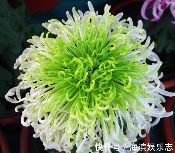 养“菊”不用多,“一盆”就足够,花朵大又艳,一年到头都爆花