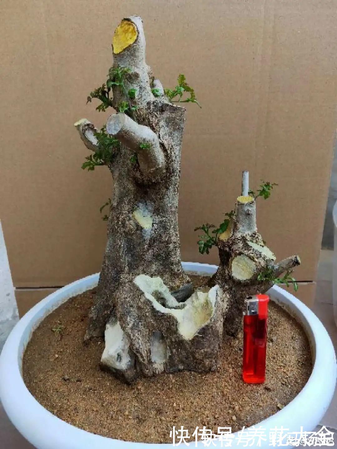 火棘|农村当柴烧的花,原来可以当盆景,给一千块也不卖