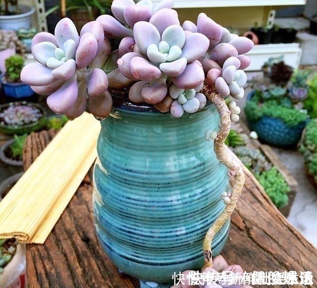 观音莲|养多肉,就养这“6盆”,越长越肥,颜色越来越好看,太美了!