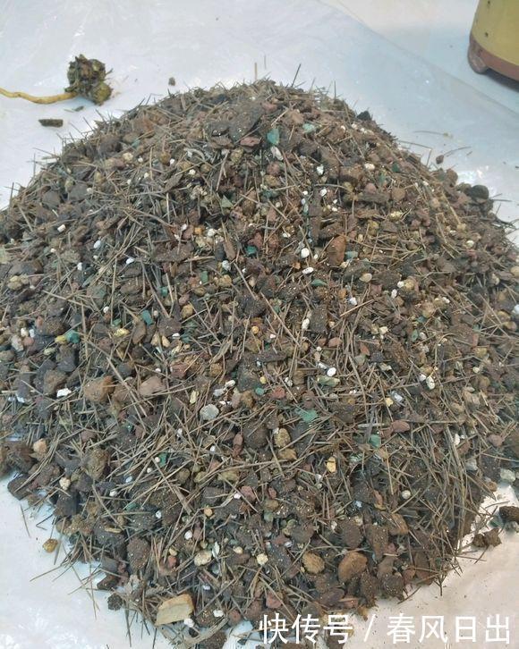 养好兰花只用此一招！兰花换盆，分盆，捂老头，爆芽，爆花