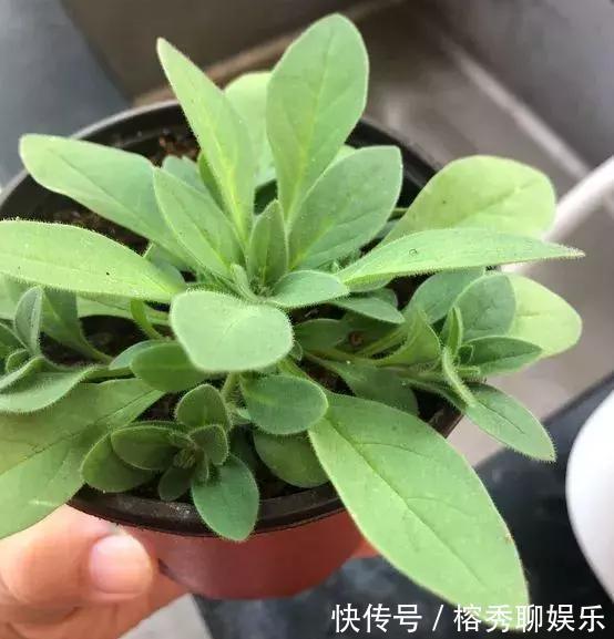 花盆|给花草换盆怕入坑掌握6处正确做法,再不用烦恼伤亡问题