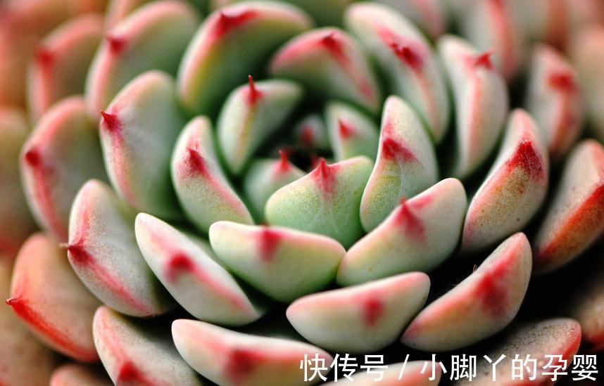 镊子|多肉植物底部枯叶该清理吗,别纠结,别让枯叶伤害到美美的多肉