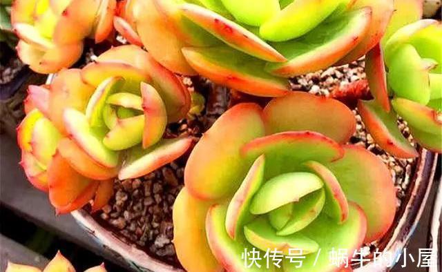 山地玫瑰|夏季的多肉不好看？来看看这3款，绚丽多姿，越看越好看