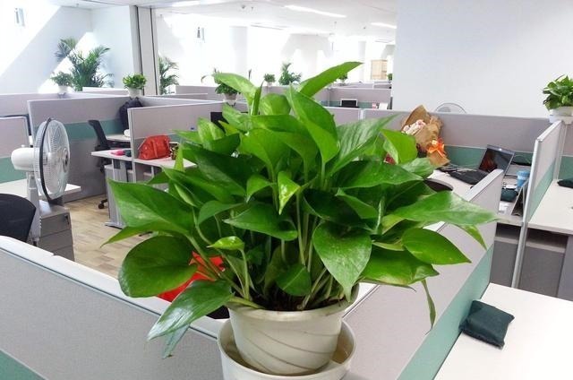 黄豆|养绿萝的小妙招,盆中加一点“它”,一年顺利养百盆,翠绿无黄叶