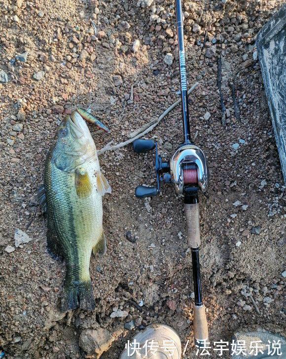 枯水期|珠江水浅,这群深藏水底的“鱼”浮出,有人钓了一大堆