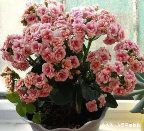 养长寿花,盆里滴5滴“它”,1年不施肥,也能开“爆盆”!