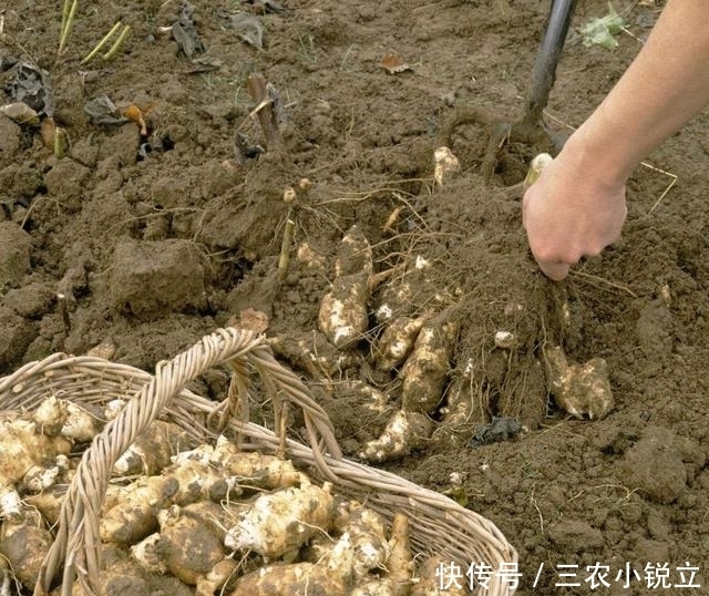 生长在泥土里的“万年脏”, 1粒种子能长满一片, 一斤能卖60元