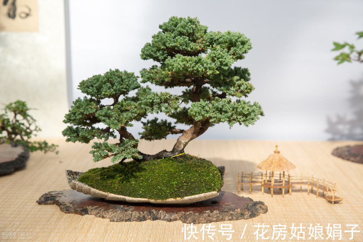 植物|别再为浇水发愁了,给你支招“10多10少”浇水法,比啥方法多管用