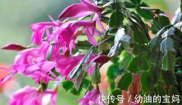 冬季浇花就用3种水,枝叶蹭蹭冒,花大色艳,过冬有保障