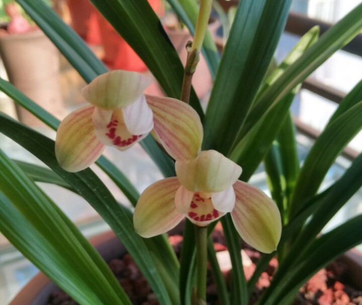 养兰花盆土老是有虫简单4招，盆土不招虫，不停蹭蹭冒新芽