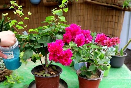 三角梅不开花怎么办？学会3个促花“技巧”，花芽长满枝