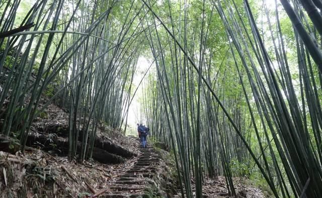 桫椤自然保护区穿梭记之二丨小黄花茶生长发育在梦幻仙境里的山茶花王后