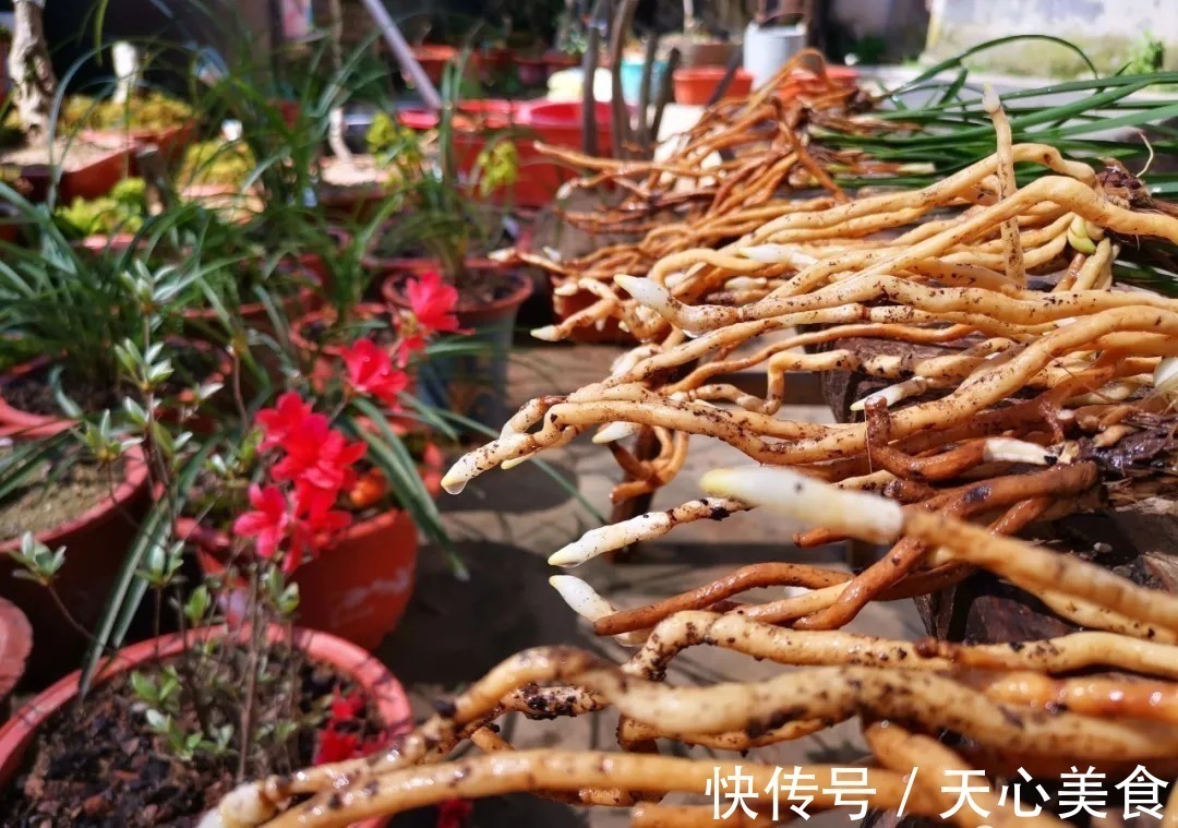 春兰、蕙兰这样种植,4年不翻盆,也从没发现烂根