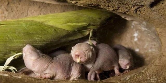 裸鼹鼠|“永生不老”的动物!拥有超强癌症免疫力,人类能否借鉴?